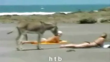 நீண்ட கால்கள் கொண்ட உணர்ச்சிமிக்க கருங்காலி Ana Foxxx ஒரு பெரிய எலும்பினால் புணர்ந்தது